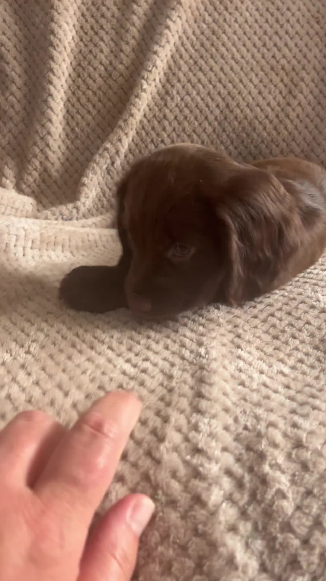 Cocker Spaniel dogs for sale: Extensively Health tested/KC REG Cocker Puppies - Video 1