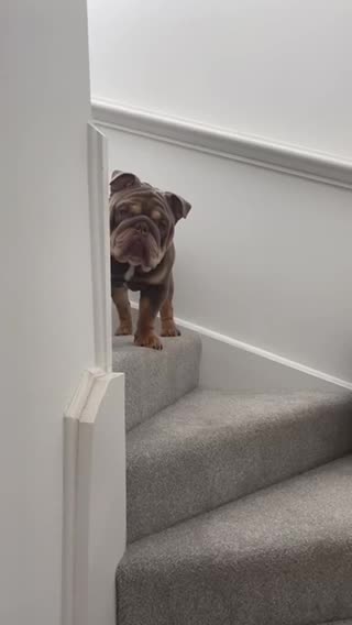 English Bulldog dogs for stud: Fully Suit Lilac Tan Stud newly REDUCED price in Whitley Bay - Video 2