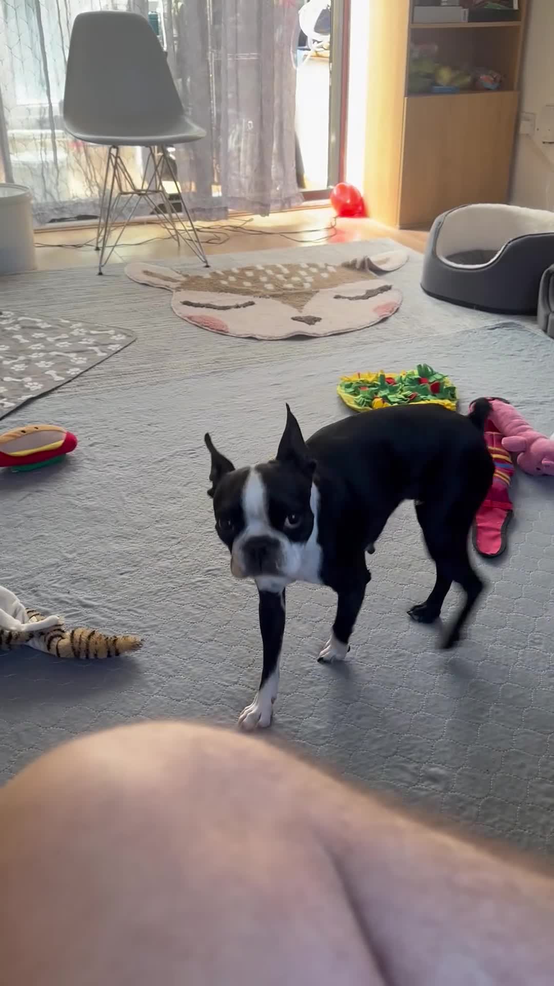 Boston Terrier dogs for sale: Boston Terrier KC Reg 1 Girl ready to go 1950  - Video 3