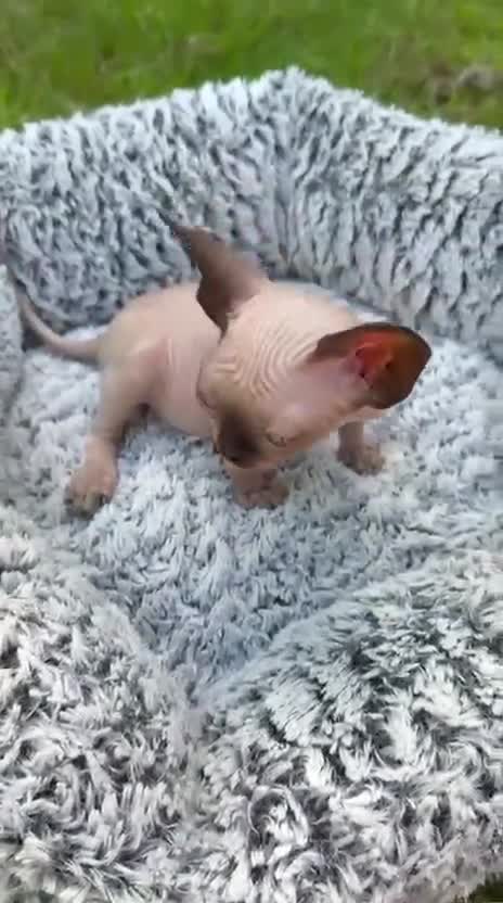 Sphynx cats for sale: Beautiful Canadian Sphynx Boy – Ready for His Home - Video 1