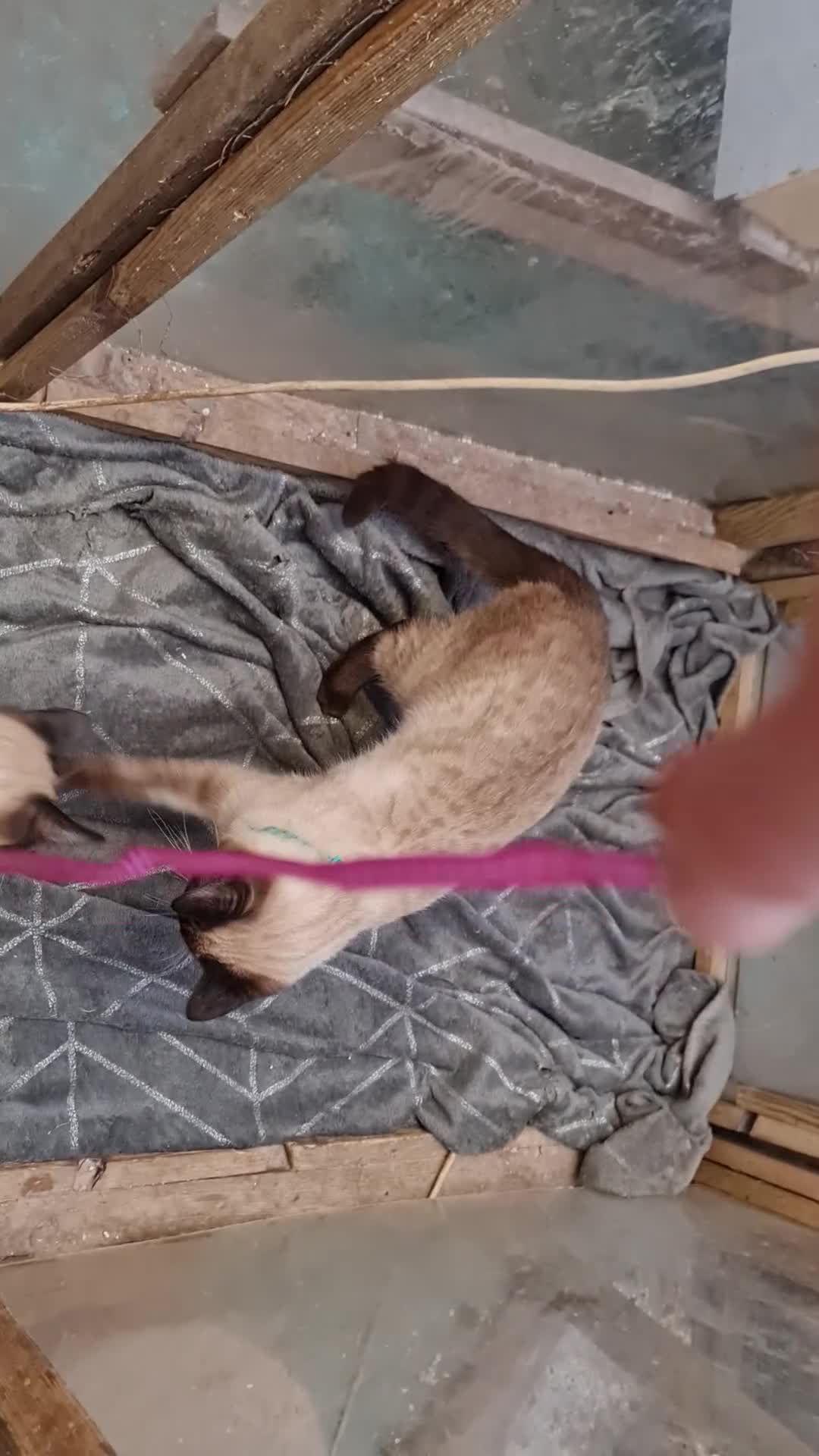 Mixed Breed cats for sale: Guaranteed to be Cuddly  - Video 3