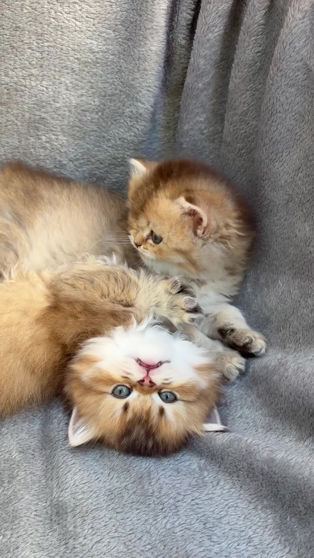 British Longhair cats for sale: Pedigree British longhair golden chocolate lilac - Video 3