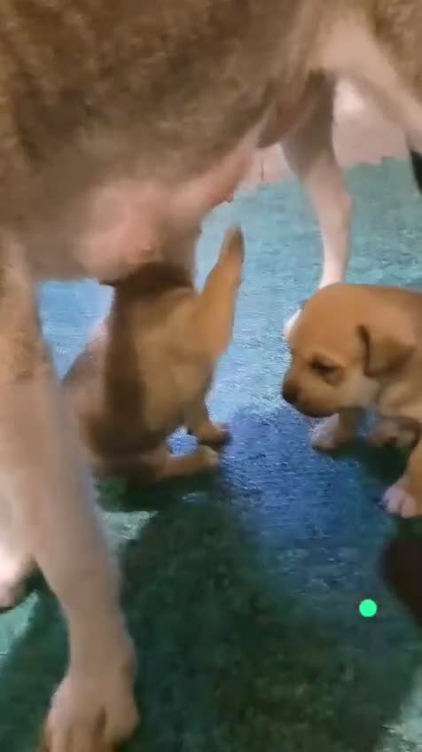 Mixed Breed dogs for sale: Husky x cane corso puppies - Video 1