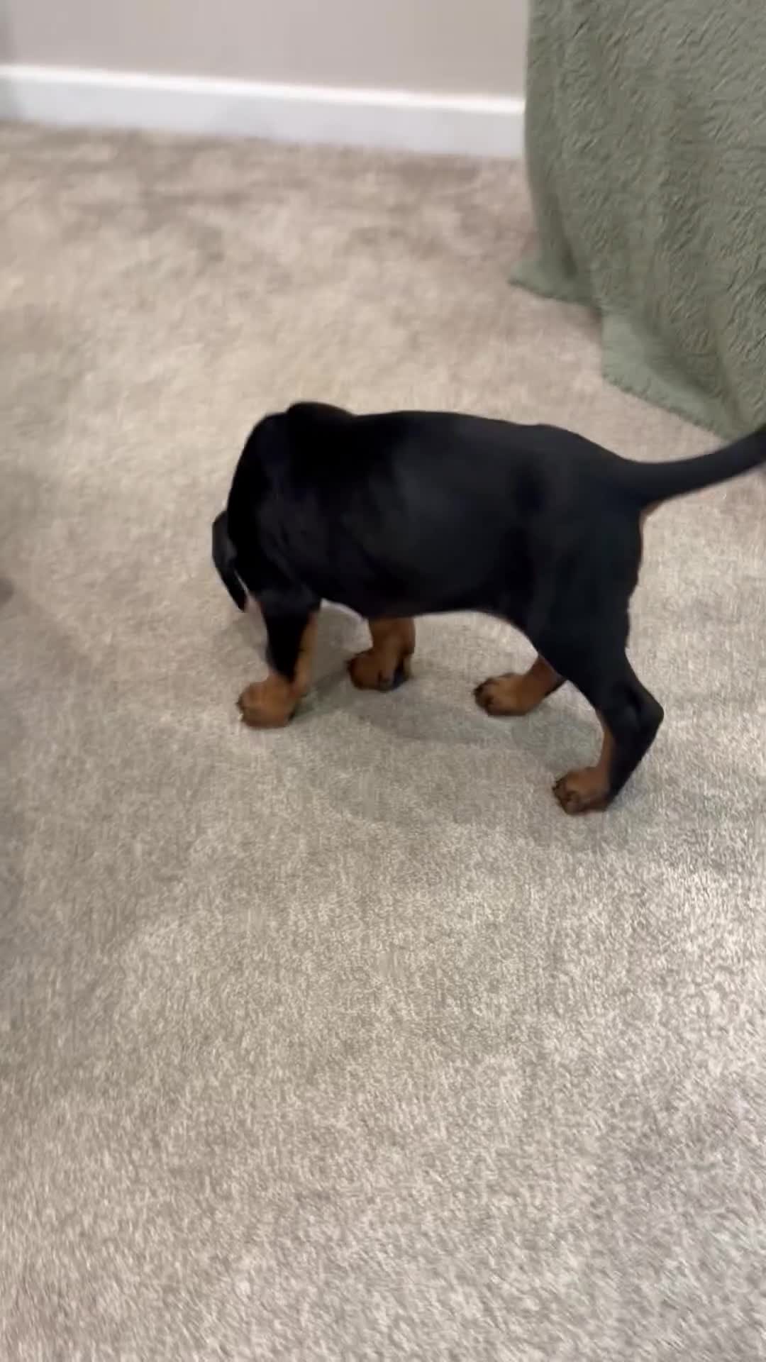 Dobermann dogs for sale: Doberman pups with KC parents  - Video 1