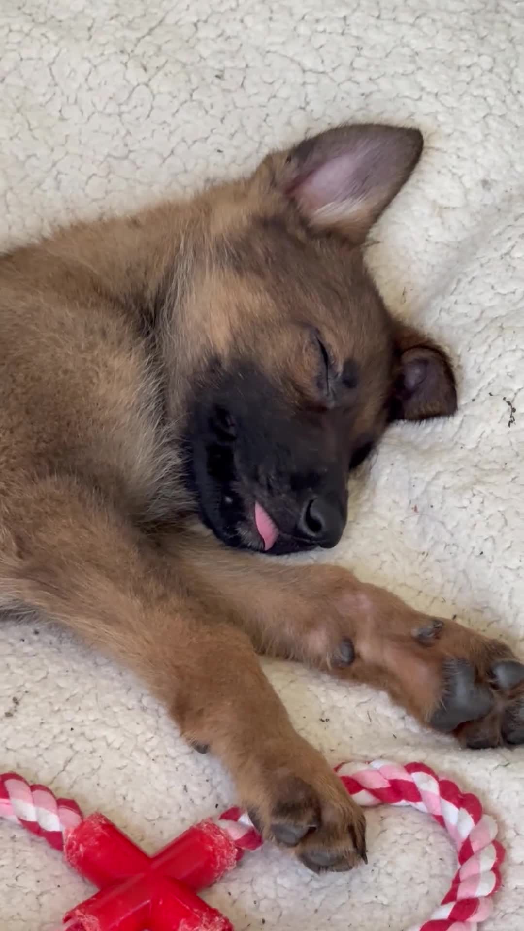 German Shepherd dogs for sale: 9 week old German Shepherd Puppy - Loki  - Video 3