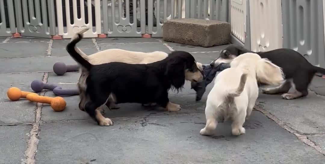 Miniature Dachshund dogs for sale: PRA clear, KC, LH, Black n Cream Bitch. - Video 1