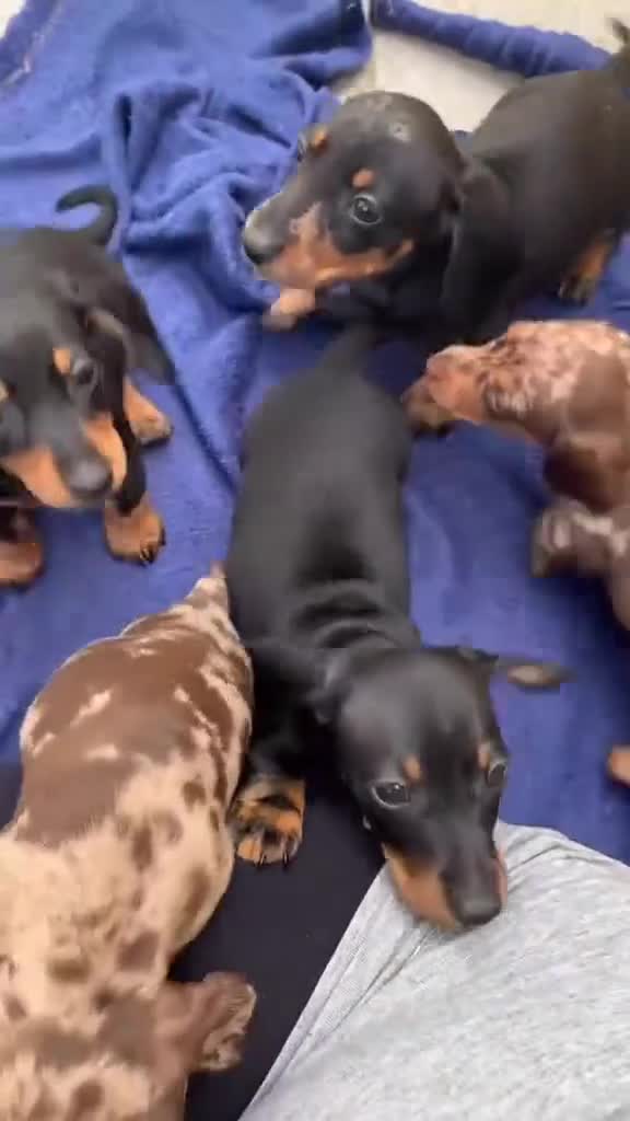 Miniature Dachshund dogs for sale: Stunning Litter of Mniature Dachshund Puppies - Video 1
