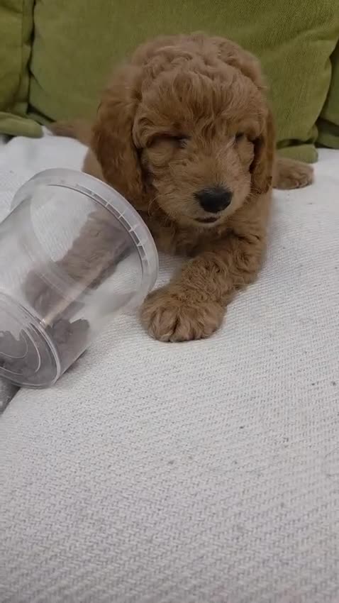 Cavapoo dogs for sale: Cavapoo looking for a forever home  - Video 1