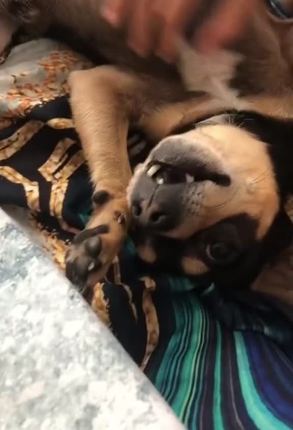 Mixed Breed dogs for sale: Scooby looking for a new loving home - Video 1