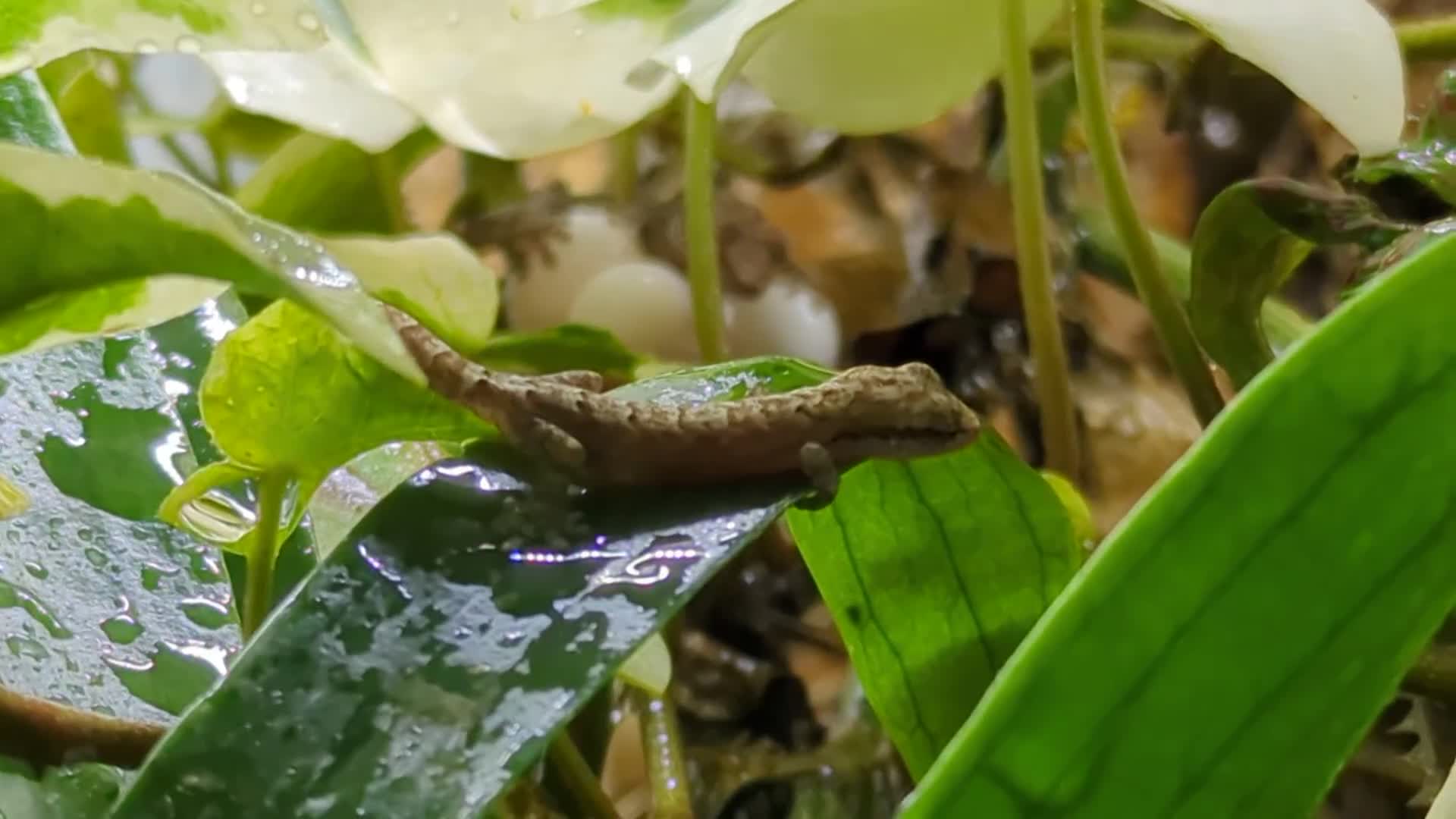 Gecko reptiles for sale: Mourning Gecko's (Lepidodactylus lugubris) - Video 1