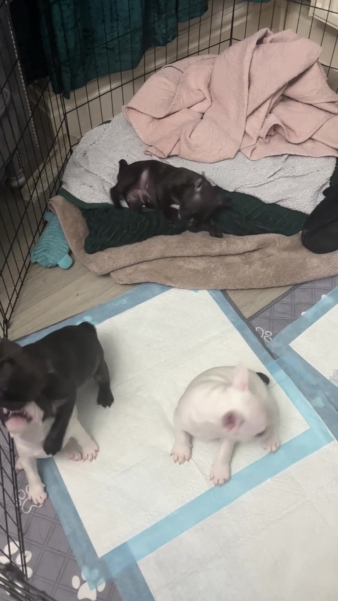 French Bulldog dogs for sale:  French bulldog puppies 1 male 1 female left - Video 1