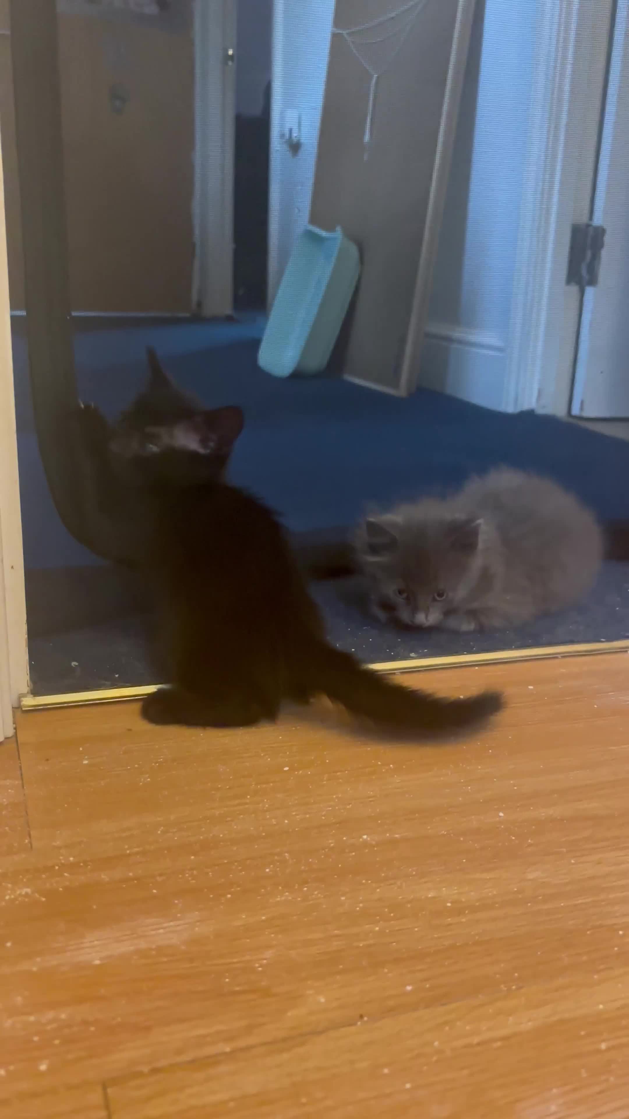 Mixed Breed cats for sale: Two beautiful litters 2 days apart  - Video 2