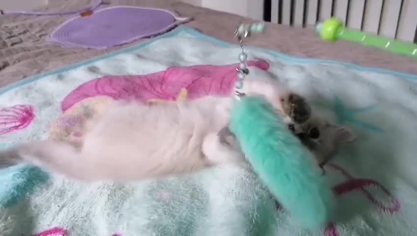 Ragdoll cats for sale: Blue lynx ragdoll kitten RESERVED - Video 2