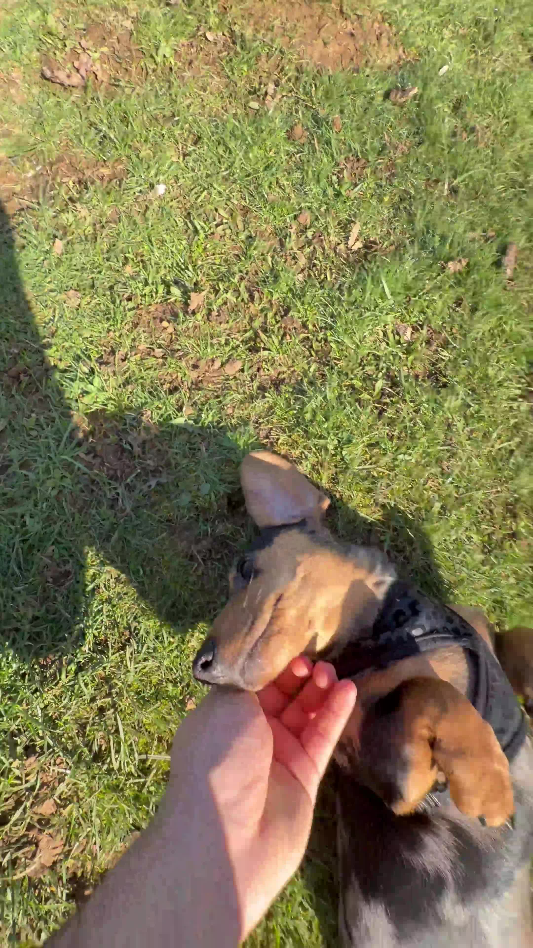 Miniature Dachshund dogs for sale: 🧸Miniature Dachshund Silver Dapple Girl PRA Clear - Video 2