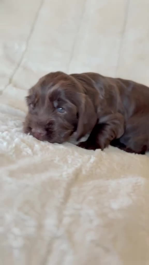 Cocker Spaniel dogs for sale: Health Tested KC Reg Showline Cocker Spaniel Pups - Video 4