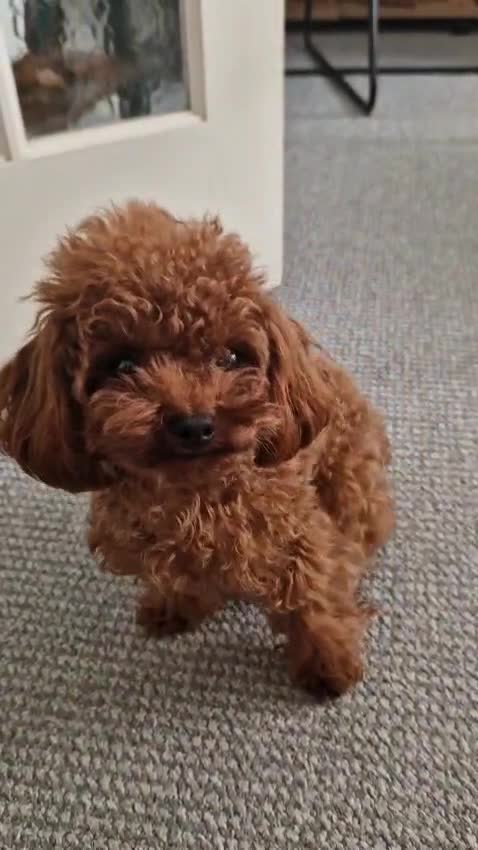 Toy Poodle dogs for stud: Asian Micro Poodle For Stud  in Stevenage - Video 2