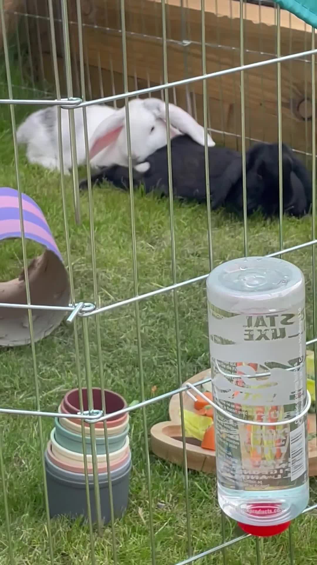Alaska rabbits for sale: *Free to a good home* Two bonded rabbits  - Video 1