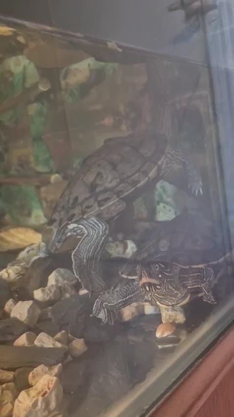 Turtle reptiles for sale: Turtles and large aquarium  - Video 1