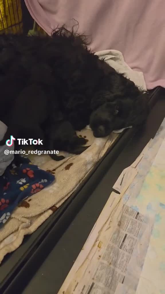 Cocker Spaniel dogs for sale: English Show Cocker Spaniel puppies from home - Video 1