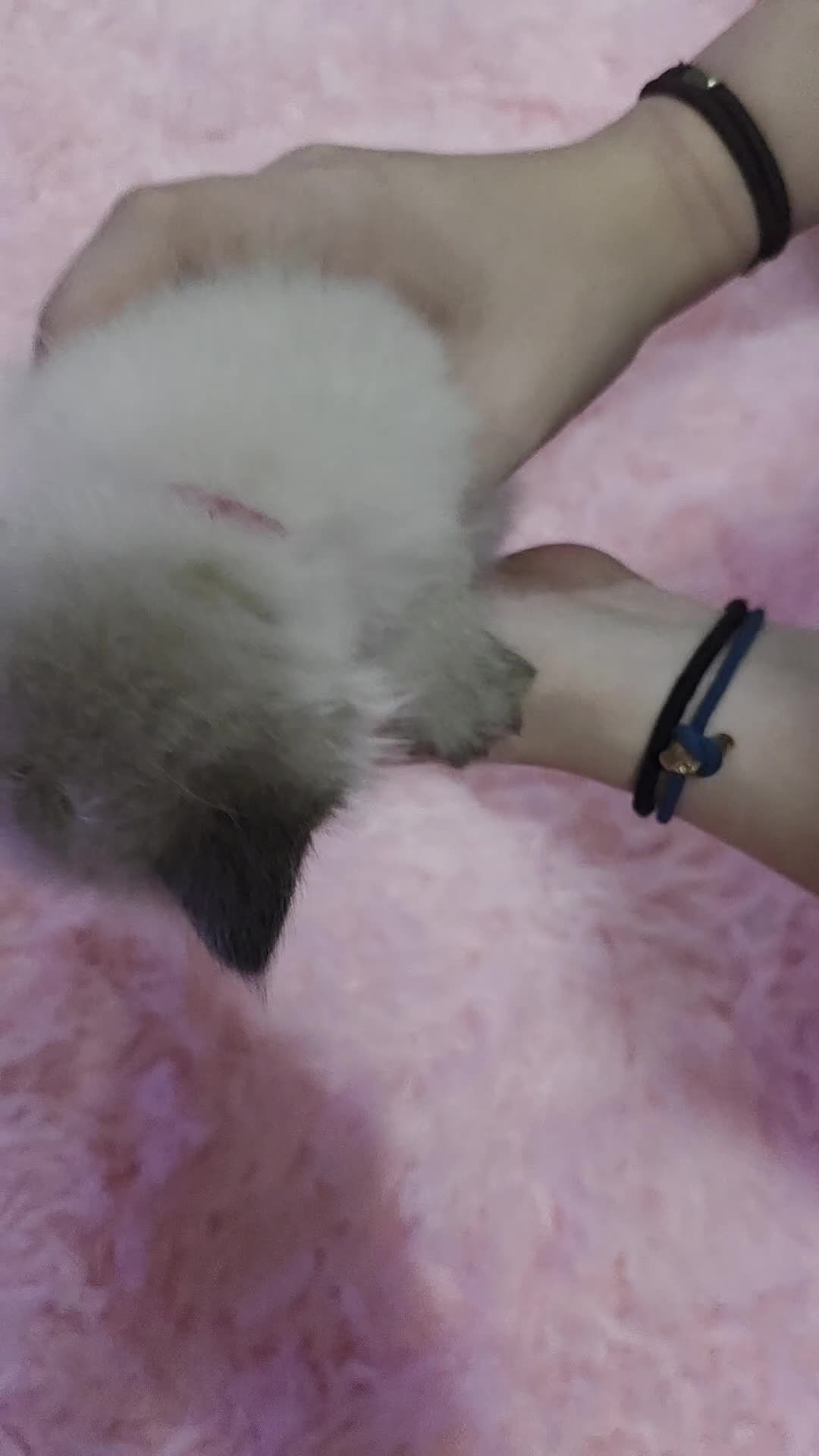 Ragdoll cats for sale: Beautiful Ragdoll kittens for sale - Video 2