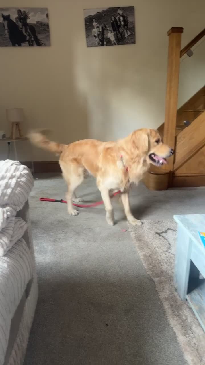 Golden Retriever dogs for sale: Bailey FULL KC  - Video 1