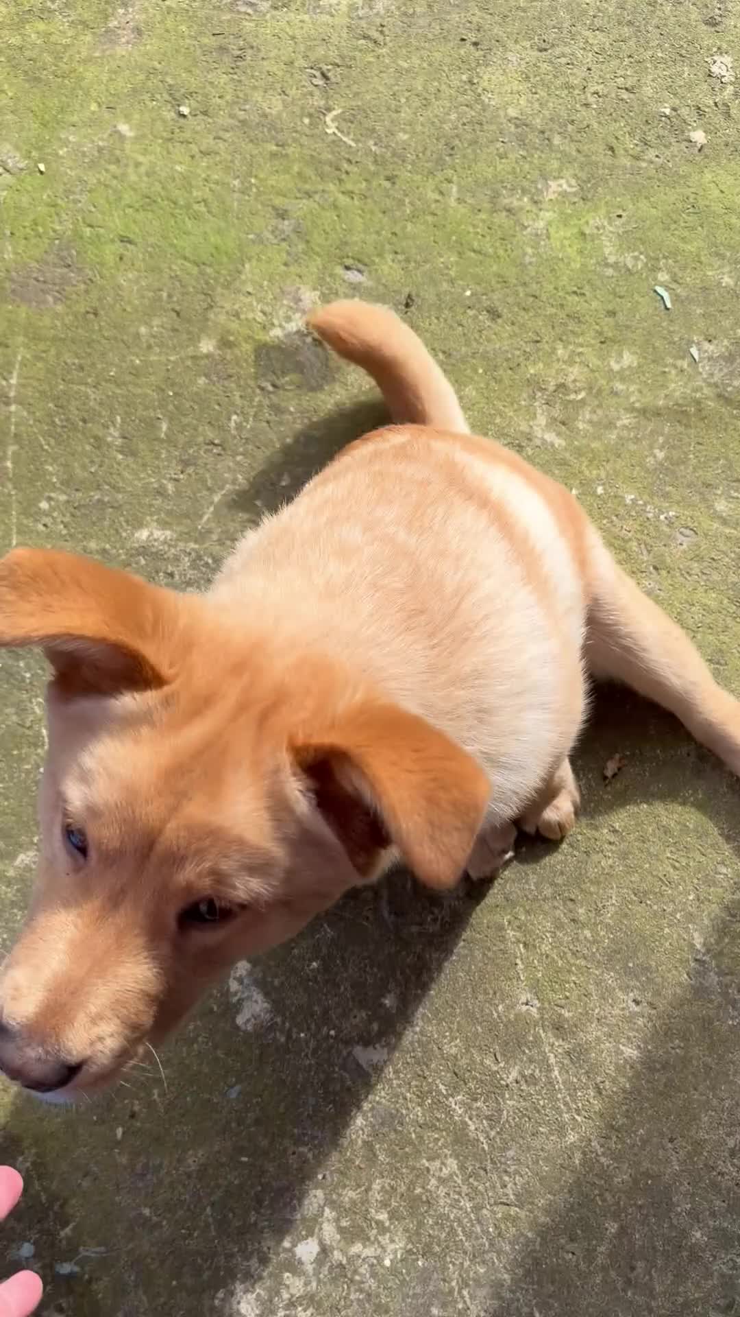 Mixed Breed dogs for sale: Chow chow cross Labrador - Video 1