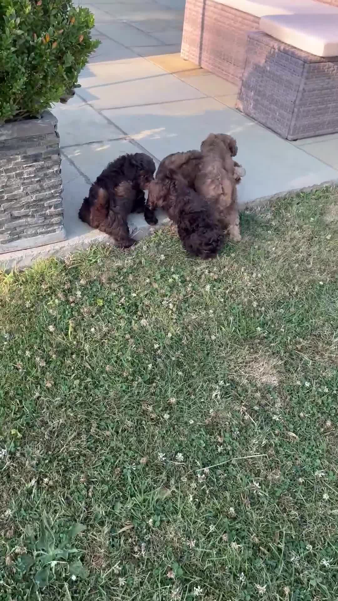 Shihpoo dogs for sale: Last Mini Shihpoo Puppy Ready to Go! - Video 1