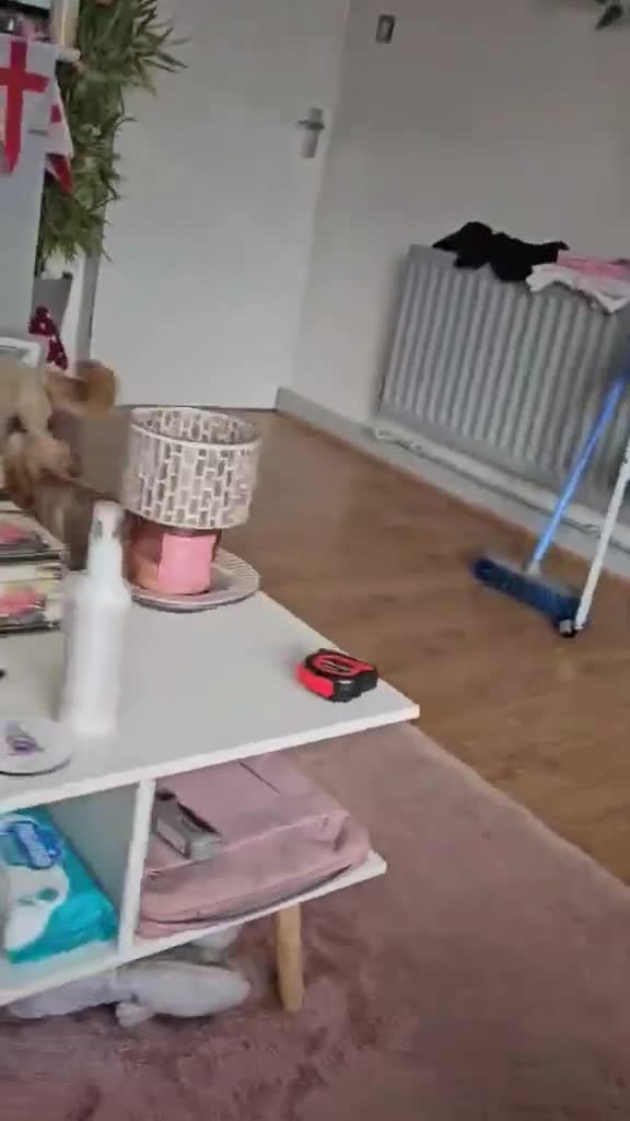 Mixed Breed dogs for adoption: Charlie seeks forever home  - Video 1