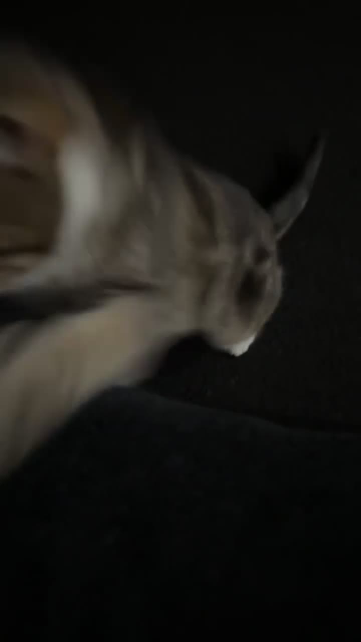 Domestic Shorthair cats for sale: Biscuit - Female Cat for Rehoming (4 years old)   - Video 3
