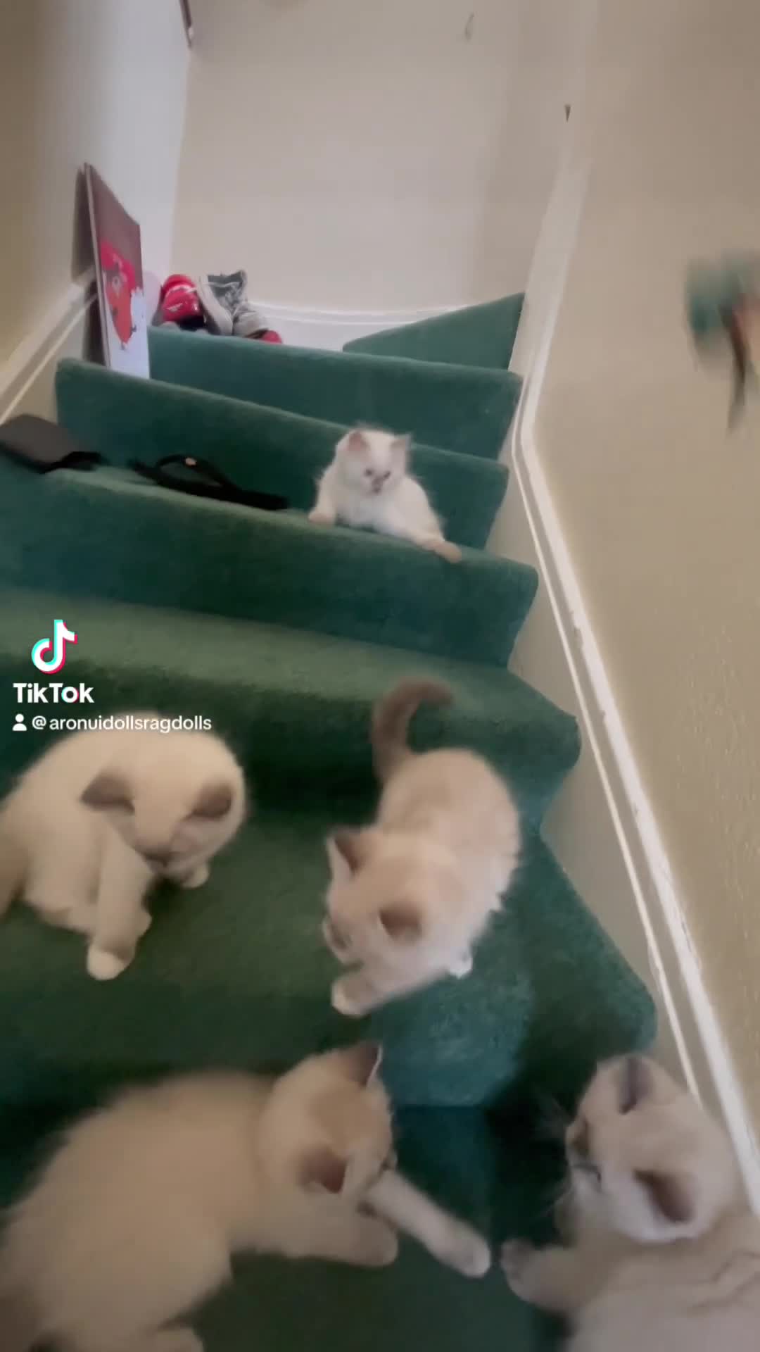 Ragdoll cats for sale: Ragdoll Kittens GCCF lilac and Blue beautiful  - Video 1