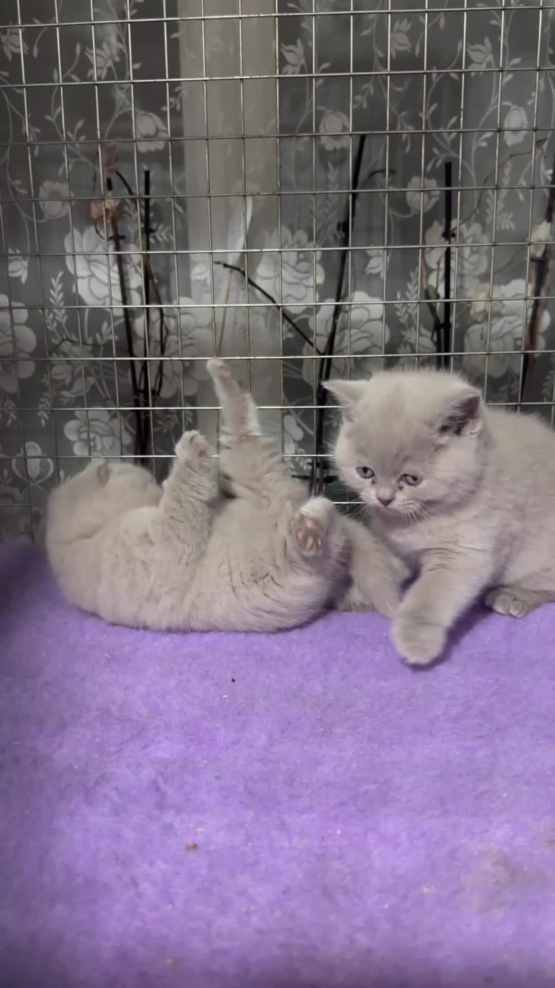British Shorthair cats for sale: Top pedigree British shorthair chunky kittens  - Video 2