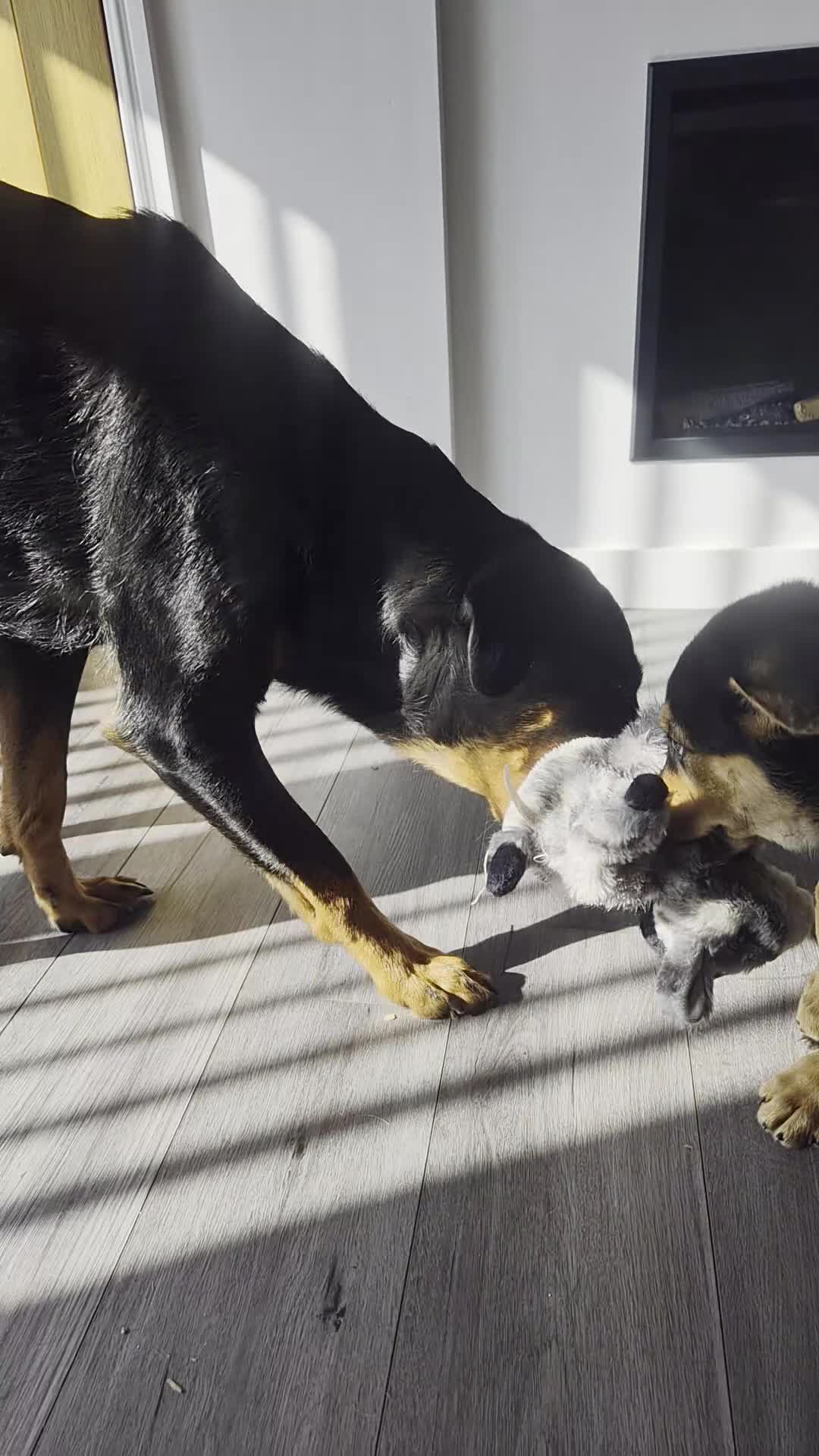 Rottweiler dogs for sale: Beautiful Rottie puppies  - Video 1