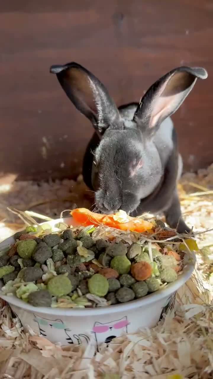 Rex rabbits for sale: Beautiful Baby Rex Bunnies 11 Weeks old  - Video 1
