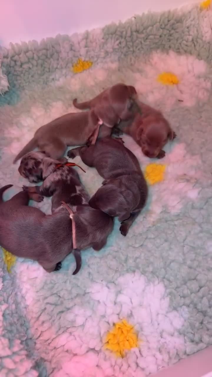 Miniature Dachshund dogs for sale: 🐾🤎✨ Miniature Dachshunds puppies ✨🤎🐾  in North Shields - Video 3