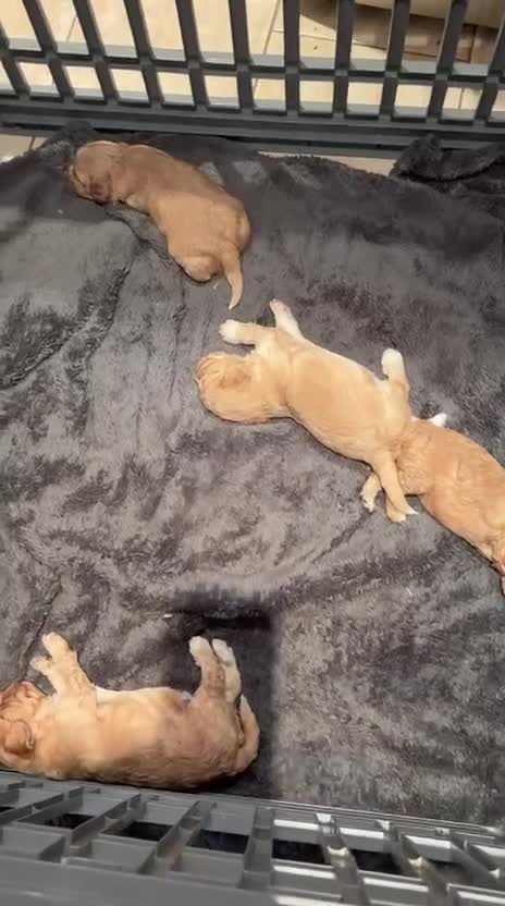 Cockapoo dogs for sale: ✨🐶 Stunning Golden F2 Cockapoo Puppies 🐶✨ - Video 2