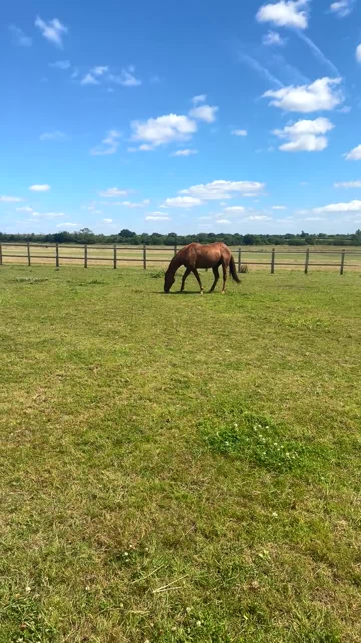 English Thoroughbred horses for sale: Sadly for sale  - Video 4