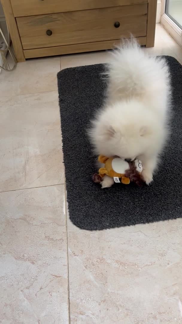 Pomeranian dogs for stud:  🏆 Asian White🏆 Pom TINY ovulation test included - Video 1