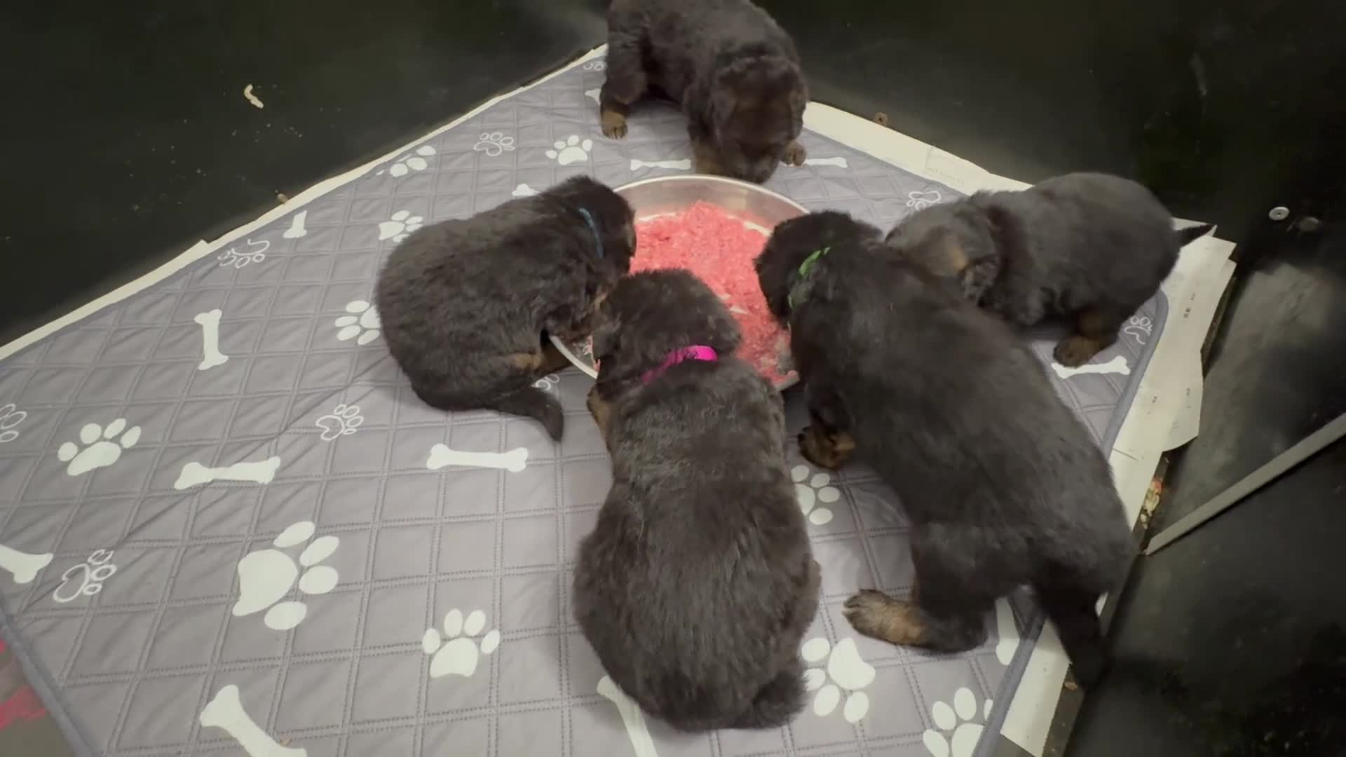 German Shepherd dogs for sale: KC REG Long coated German Shepherd puppies  - Video 1