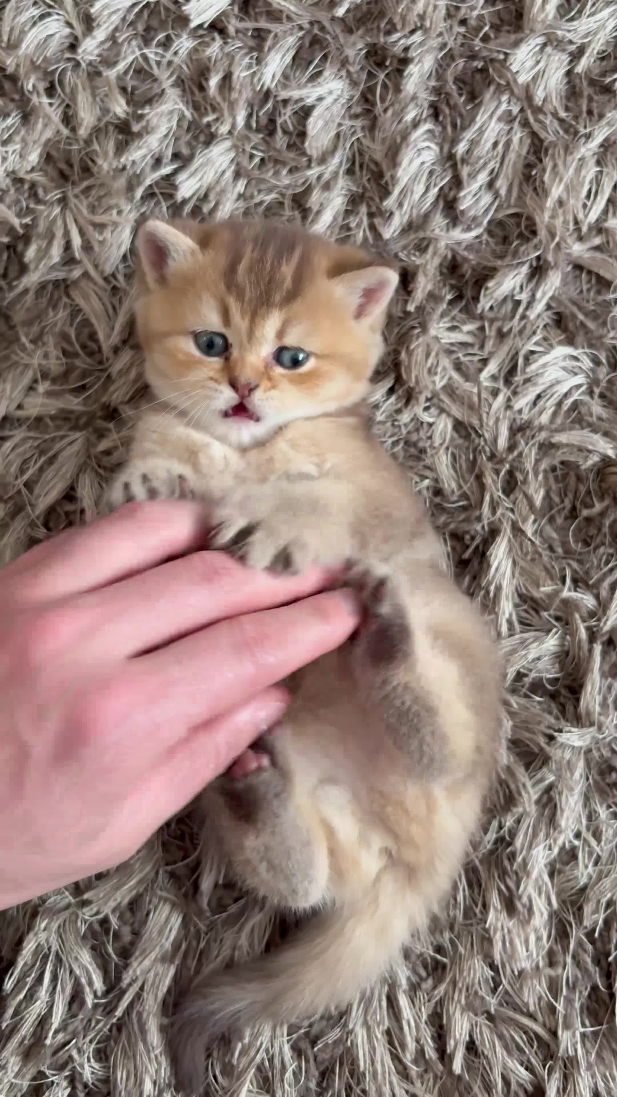 British Shorthair cats for sale: Golden british shorthair/ british longhair kittens - Video 2