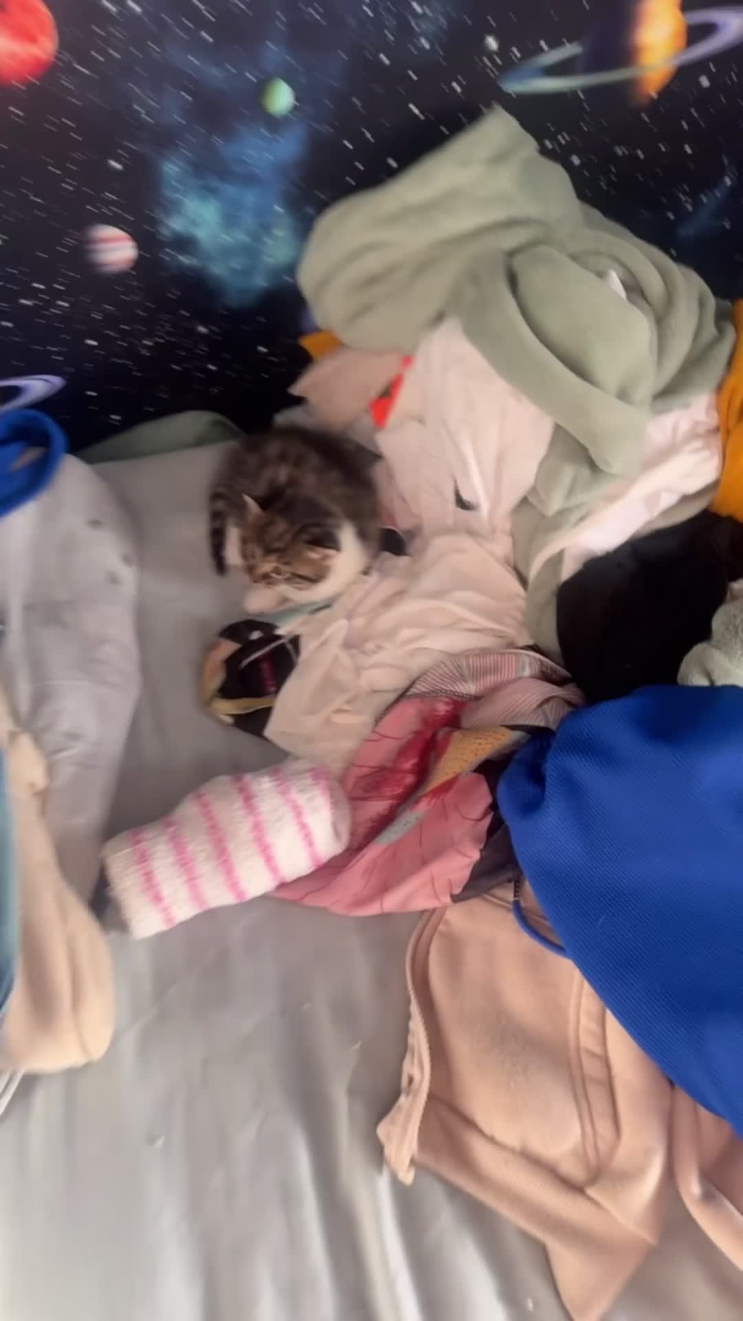 British Shorthair cats for sale: British shorthair kitten  - Video 1