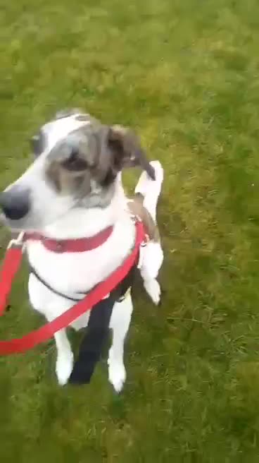 Mixed Breed dogs for adoption: Oscar is looking for his forever home in Barnsley - Video 1