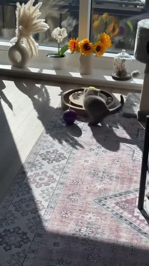 British Shorthair cats for sale: BlueCreamFemale Kitten(Possibly British Shorthair) - Video 1