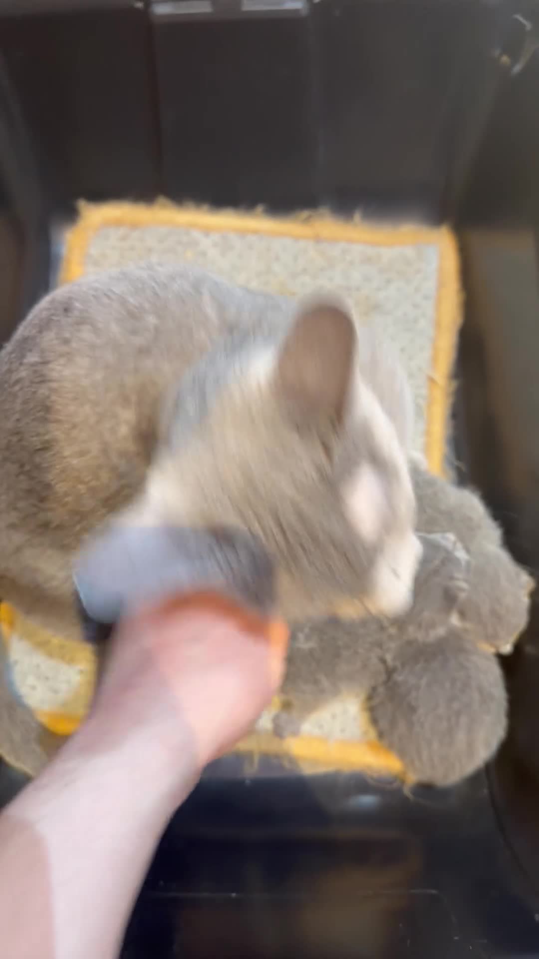 Russian Blue cats for sale: Tica registered adorable kitten champion bloodline - Video 1