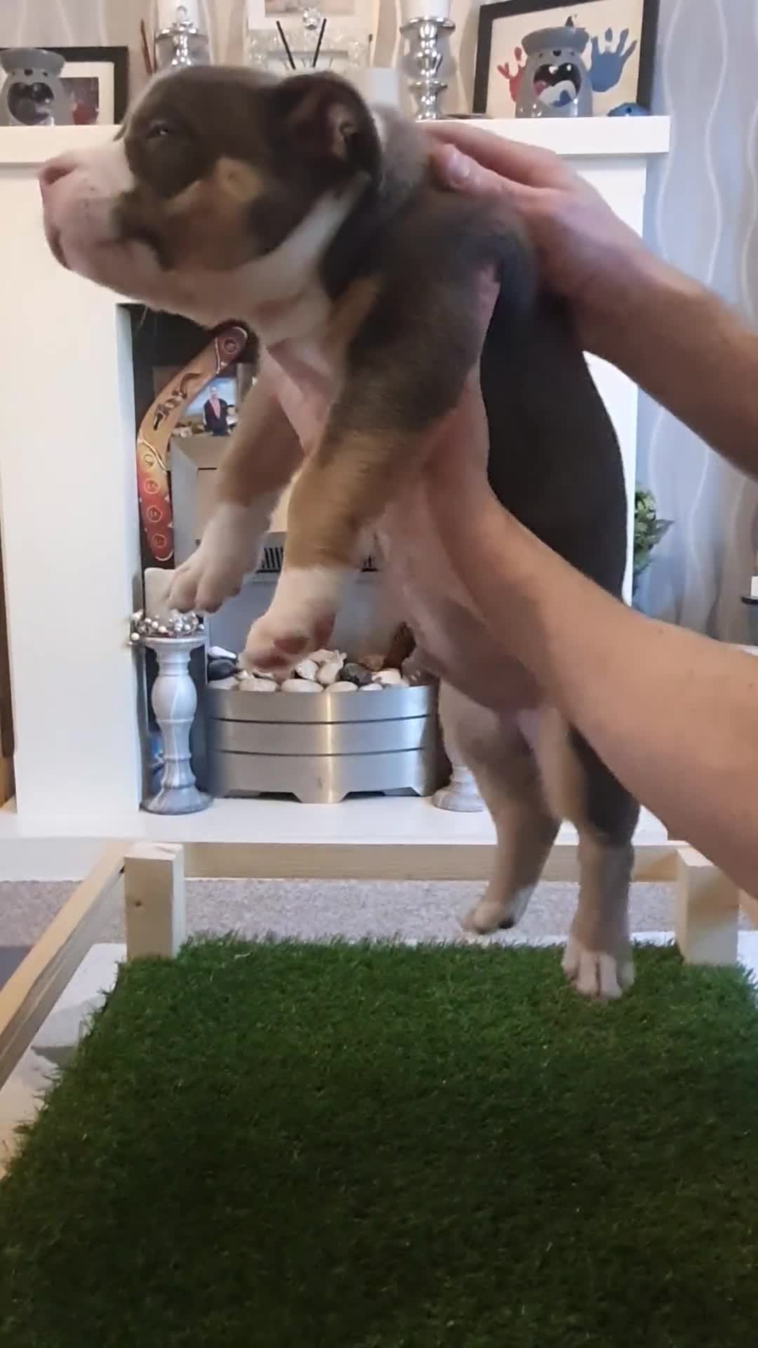 American Bully dogs for sale: ABKC American bully (pockets)  in Ballymena - Video 4