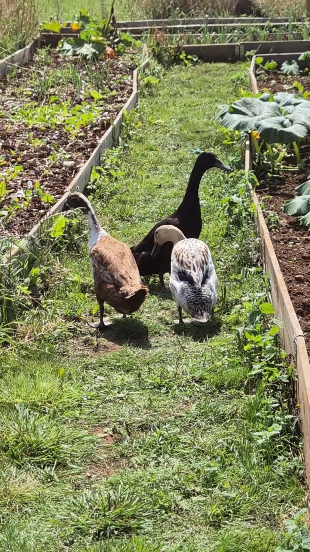 Ducks poultry for sale: Runner duck trio - Video 2