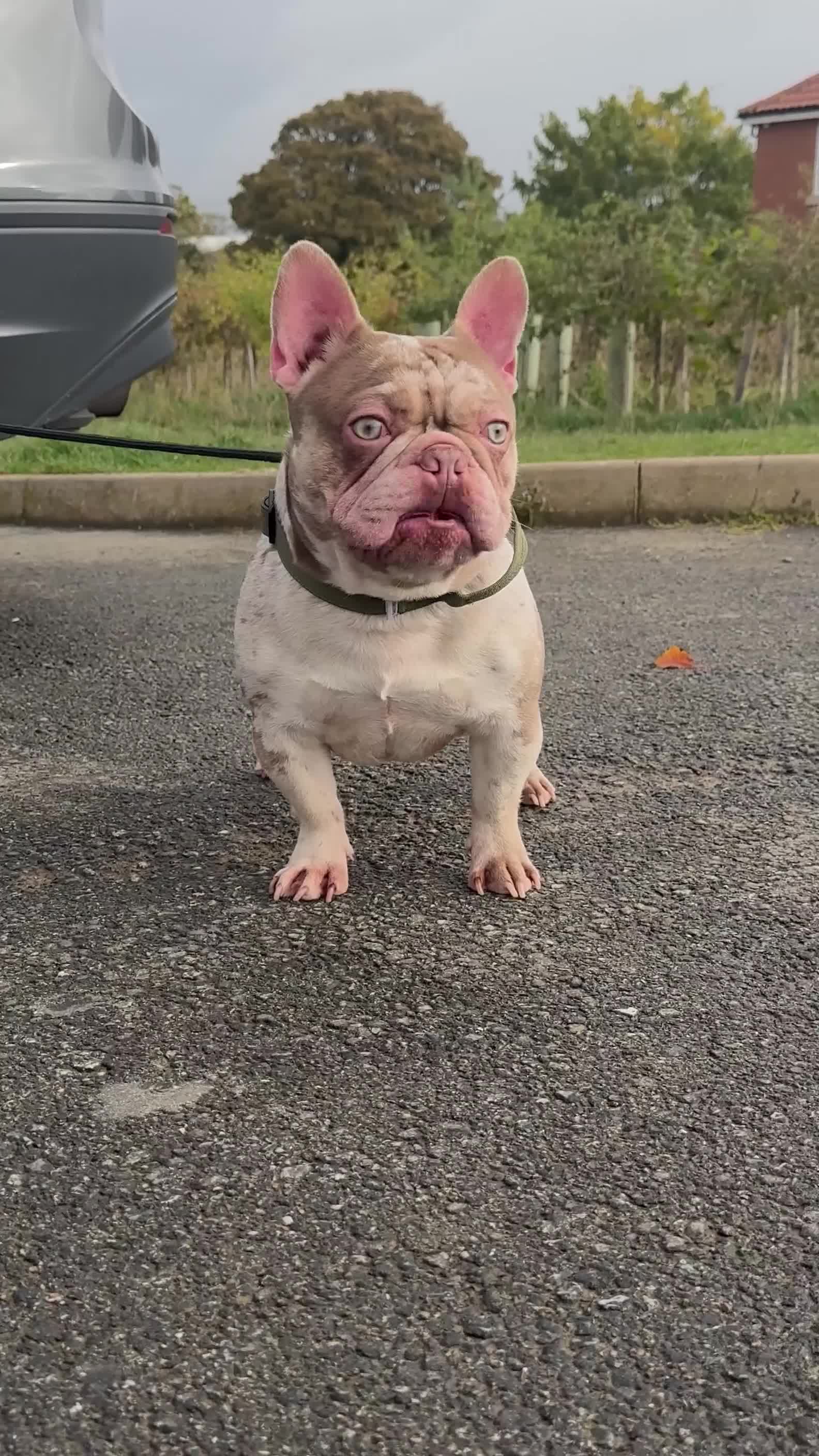 French Bulldog dogs for stud: 💥🦍💥BIG-MEECH💥🦍💥 in Northampton - Video 1