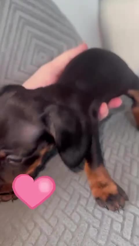 Miniature Dachshund dogs for sale: Miniature dachshund puppies - Video 2