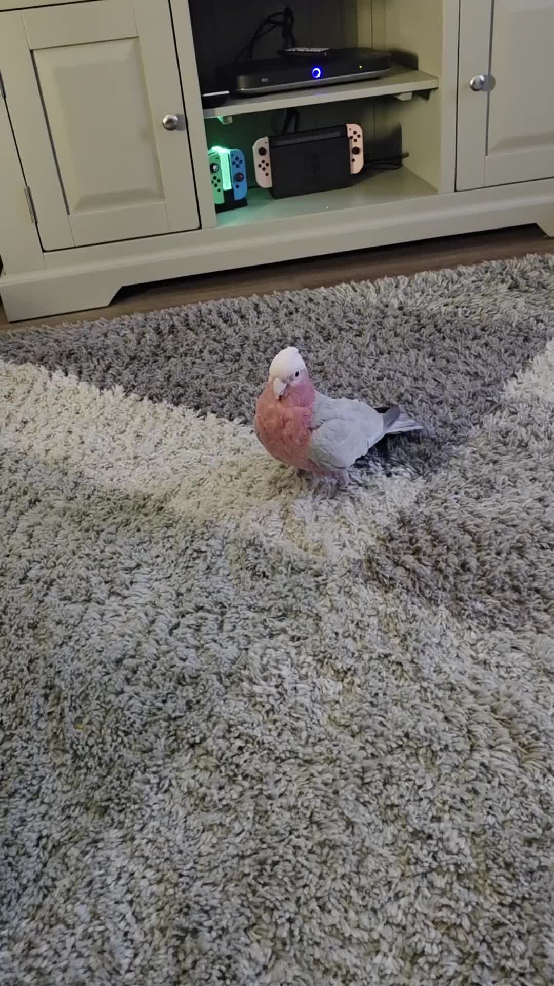 Cockatoo birds for sale: Ghoulia cockatoo  - Video 1