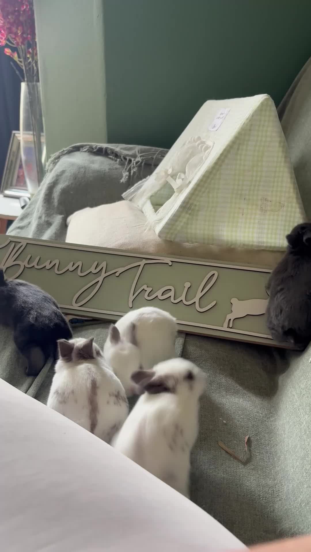 English rabbits for sale: 5 beautiful baby bunnies🐰  in Blackpool - Video 3