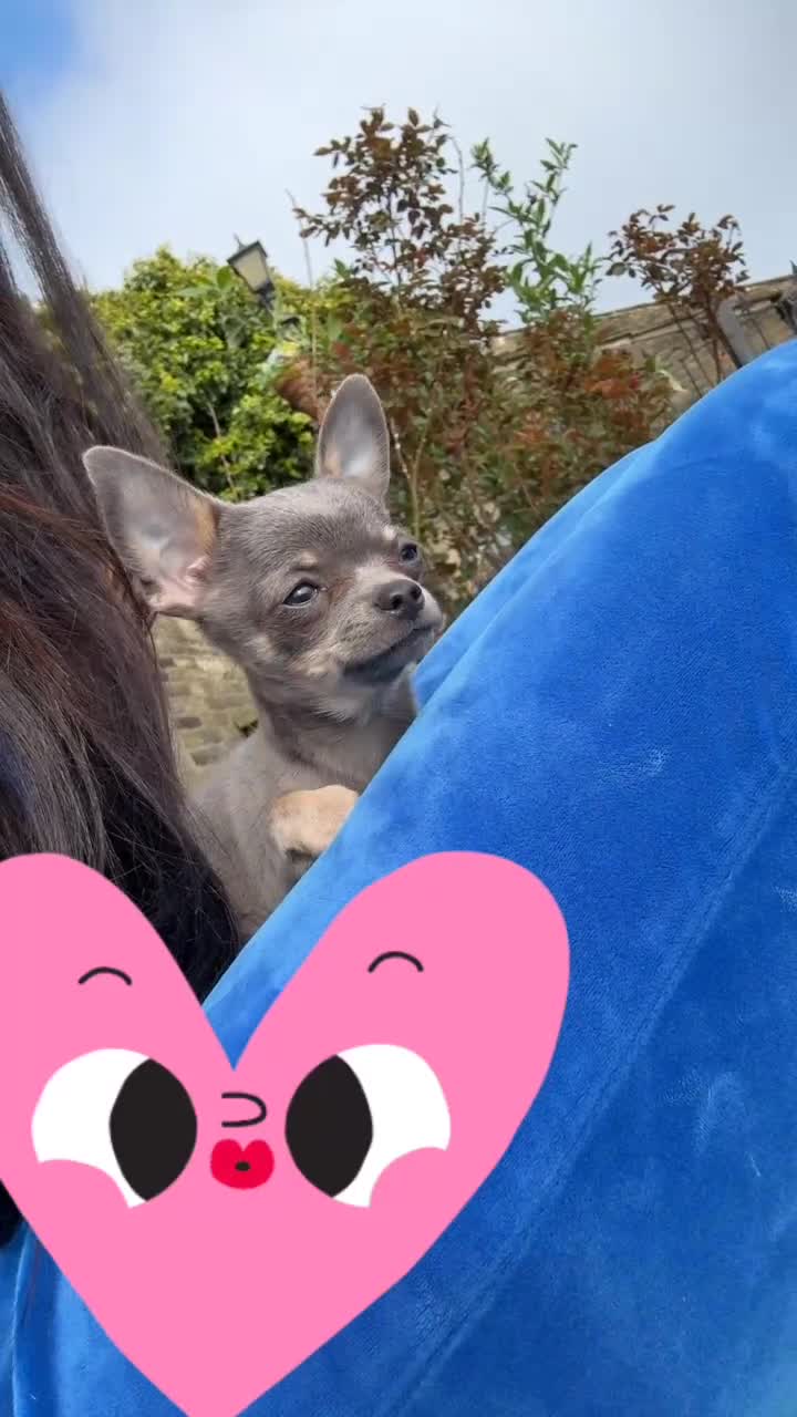 Chihuahua dogs for sale: Outstanding BLUE/TAN & LILAC/TAN puppies  - Video 5